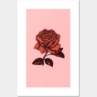 Sad red rose Posters and Art